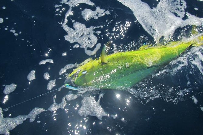Deep Sea Fishing for 5 Hours from Cabo San Lucas - Boat size and comfort: good for a charter, still plan for the ocean
