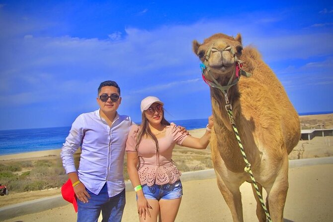 Discover Cabo San Lucas by camel ride - Meeting the Camels: Saddles, Turbans, and First-Ride Confidence