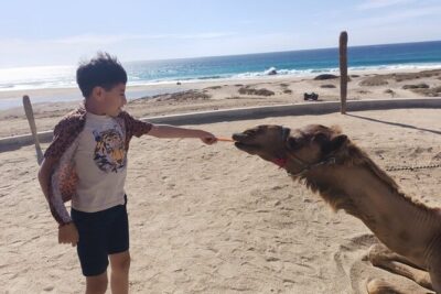 Discover Cabo San Lucas by camel ride - The Ride Through the Park: Personalized Route and Cabo-Style Nature Stops