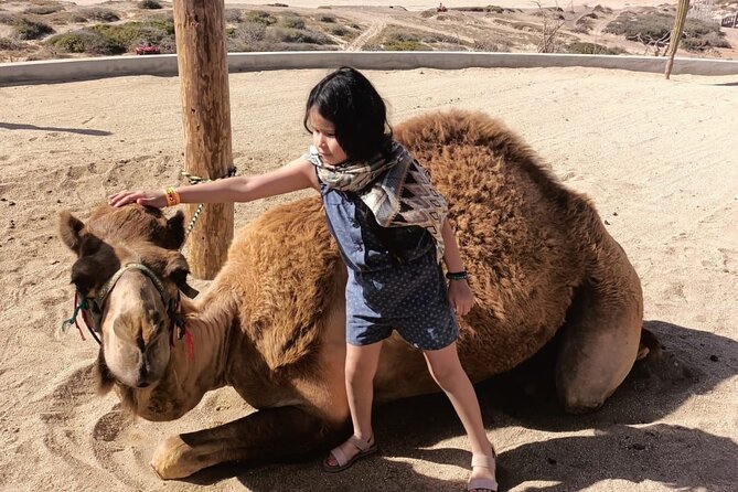 Discover Cabo San Lucas by camel ride - After the Ride: Returning to the Stable and Back by Van