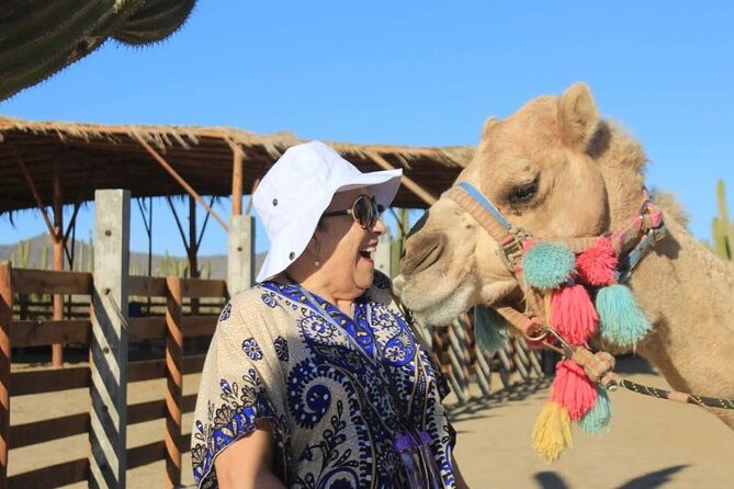 Discover Cabo San Lucas by camel ride - Price and Value: Does $165.98 Make Sense?