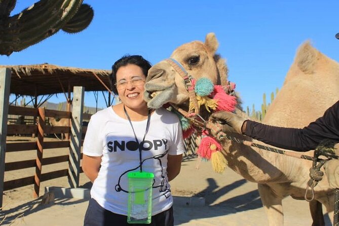 Discover Cabo San Lucas by camel ride - Should You Book This Cabo San Lucas Camel Ride?