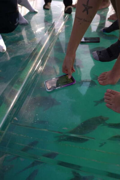Discover Cabo San Lucas Clear Boat Glass Factory & Tequila - The 45-minute glass-bottom ride: Arch, Lover’s Beach, Divorced Beach, and sea lions