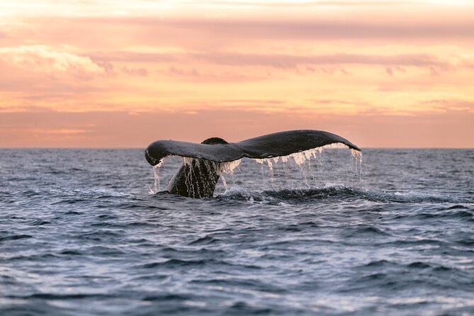 Educational Sunrise Whale Watching with Photos Included - Key things that make this sunrise whale watch worth it