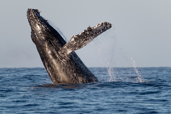 Educational Sunrise Whale Watching with Photos Included - Why a 6:00 am Whale Watch Changes Everything in Cabo San Lucas