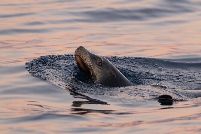 Educational Sunrise Whale Watching with Photos Included - Getting There and What You’ll Actually Use on the Day