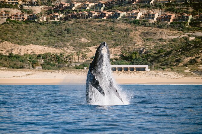 Educational Sunrise Whale Watching with Photos Included - Value in Real Terms: What You Get for Your Morning