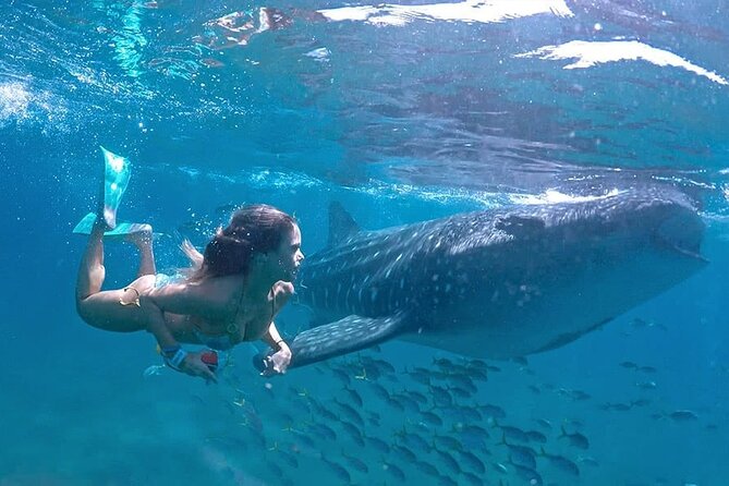 Espíritu Santo Island: snorkel SEA LIONS and Balandra Small Group - Espíritu Santo and the Sea of Cortez: Why This Stops Matter