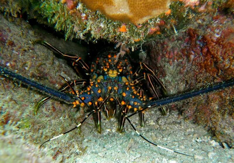 From Cabo: Cabo Pulmo Marine Park Snorkeling and Kayaking - Who should book this, and who should skip it