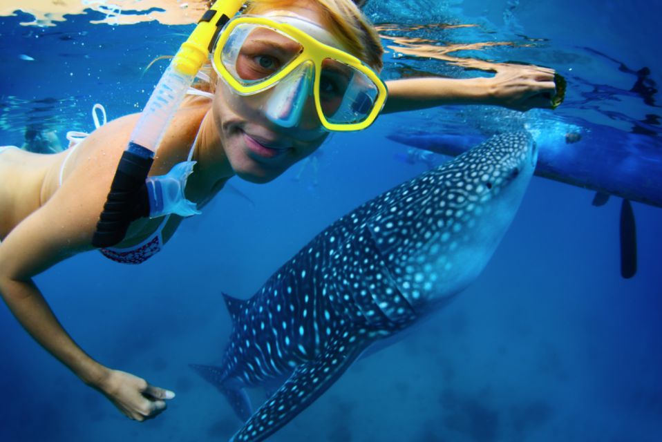 From Cabo: Snorkel with Whale Sharks in La Paz - From Cabo pickup to La Paz: a long ride with a clear purpose