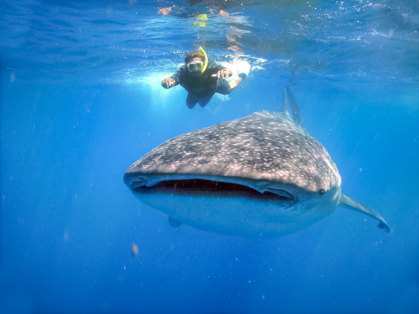 From Cabo: Snorkel with Whale Sharks in La Paz - Snorkeling with whale sharks: gear, timing, and how positioning works