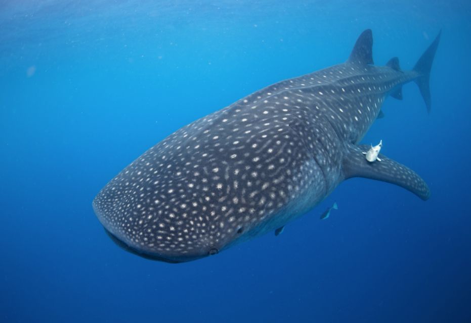From Cabo: Snorkel with Whale Sharks in La Paz - Price and value: what $259 includes (and why it can be fair)