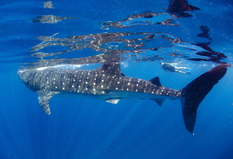 From Cabo: Snorkel with Whale Sharks in La Paz - Weather and whale-shark odds: how to keep the day from feeling stressful