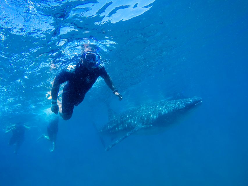 From Cabo: Snorkel with Whale Sharks in La Paz - Should you book this Cabo to La Paz whale shark snorkeling trip?