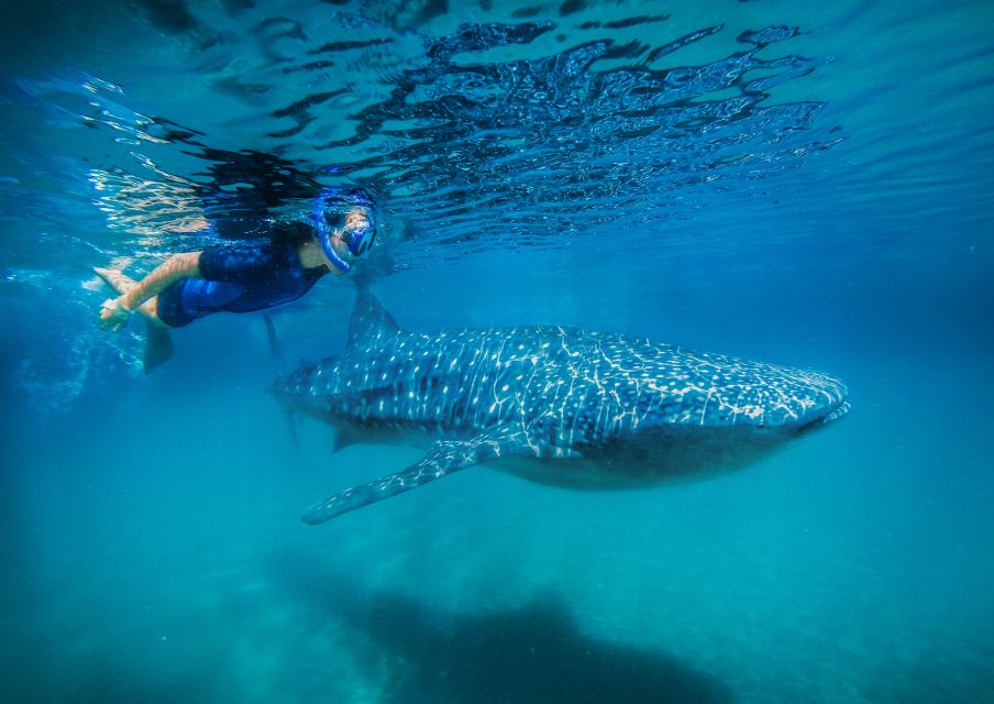 From Cabo: Snorkel with Whale Sharks in La Paz - The boat stage in the Sea of Cortés: getting ready for fast changes