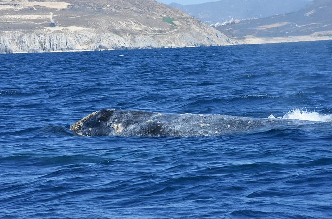 Full-Day Gray Whale Watching tour from Cabo to Mag Bay - What You’ll Notice On the Water: Behavior, Timing, and Patience