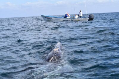 Full-Day Gray Whale Watching tour from Cabo to Mag Bay - The 3-Hour Whale Watching Window (and Why Small Groups Help)