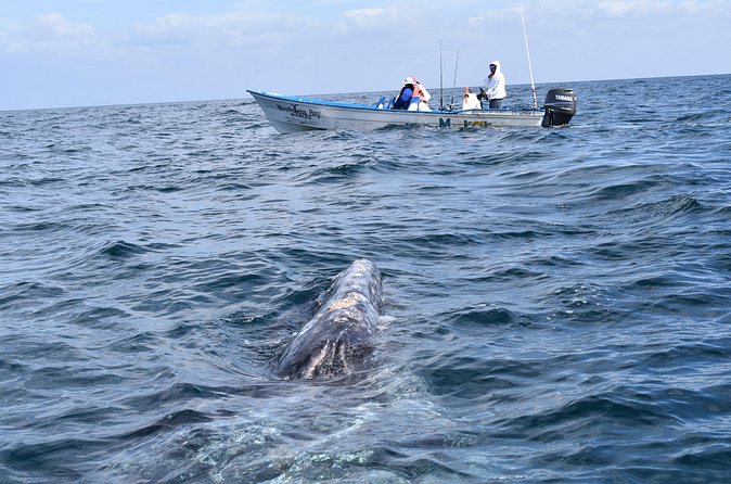 Full-Day Gray Whale Watching tour from Cabo to Mag Bay - The 3-Hour Whale Watching Window (and Why Small Groups Help)