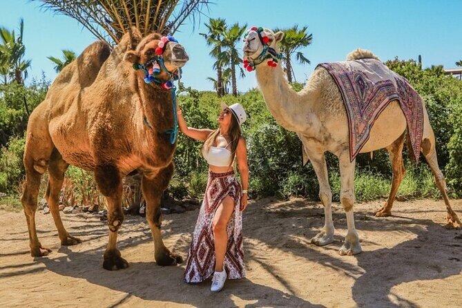 Fun Camel Ride and UTV COMBO with Tequila Tasting! - Camel to Baja Desert: The Big Idea Behind This Combo