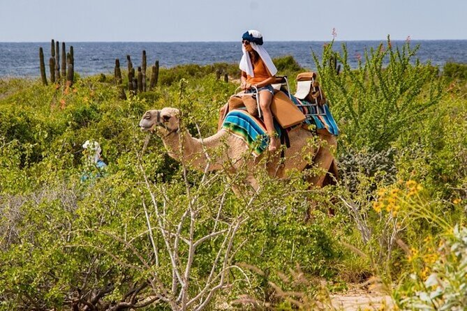 Fun Camel Ride and UTV COMBO with Tequila Tasting! - UTV or Side-by-Side: Driving Time, Sand Dunes, and Ocean Cliffs