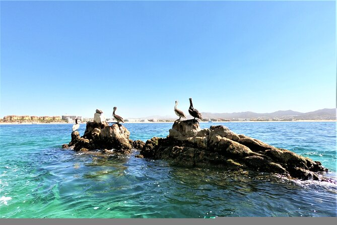 Glass Bottom Boat in Cabo San Lucas, free time in Playa del Amor - Wildlife Chances: Seeing Whales Isn’t Guaranteed, But It’s Possible