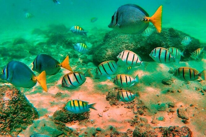 Glass Bottom Boat Sightseeing Tour in Cabo San Lucas - Guides, service style, and why the boat size matters