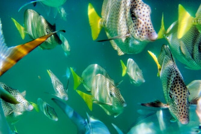 Glass Bottom Boat Sightseeing Tour in Cabo San Lucas - Getting to the marina: where the tour starts and how to stay on schedule