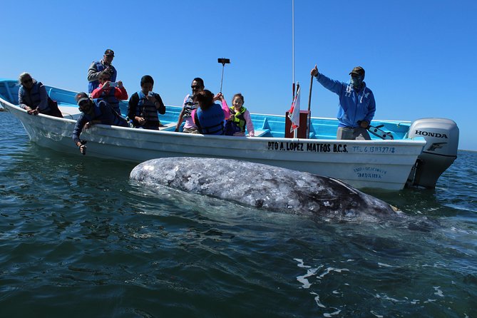 Gray Whale-Watching 2-Day Experience in Magdalena Bay - Key things you’ll remember from Magdalena Bay