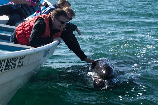 Gray Whale-Watching 2-Day Experience in Magdalena Bay - Magdalena Bay: the gray whale nursery in Baja’s protected pocket