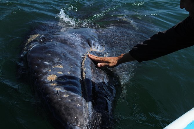 Gray Whale-Watching 2-Day Experience in Magdalena Bay - Getting to Lopez Mateos from Cabo: plan for the long road