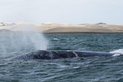 Gray Whale-Watching 2-Day Experience in Magdalena Bay - Price and value: what $799 really buys you here