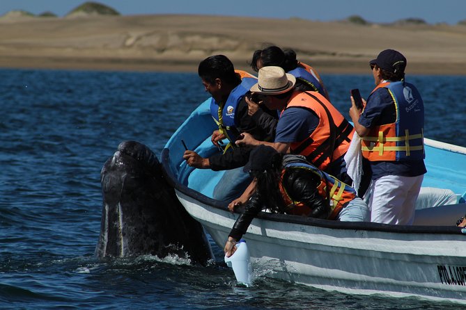 Gray Whale-Watching 2-Day Experience in Magdalena Bay - Day 2: the sunrise whale cruise (and why early beats late)