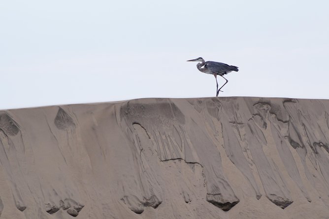 Gray Whale-Watching 2-Day Experience in Magdalena Bay - Your overnight in Mateos/Lopez Mateos: simple rooms, good meals, and real life