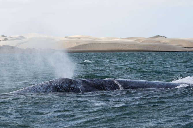 Gray Whale-Watching 2-Day Experience in Magdalena Bay - Price and value: what $799 really buys you here