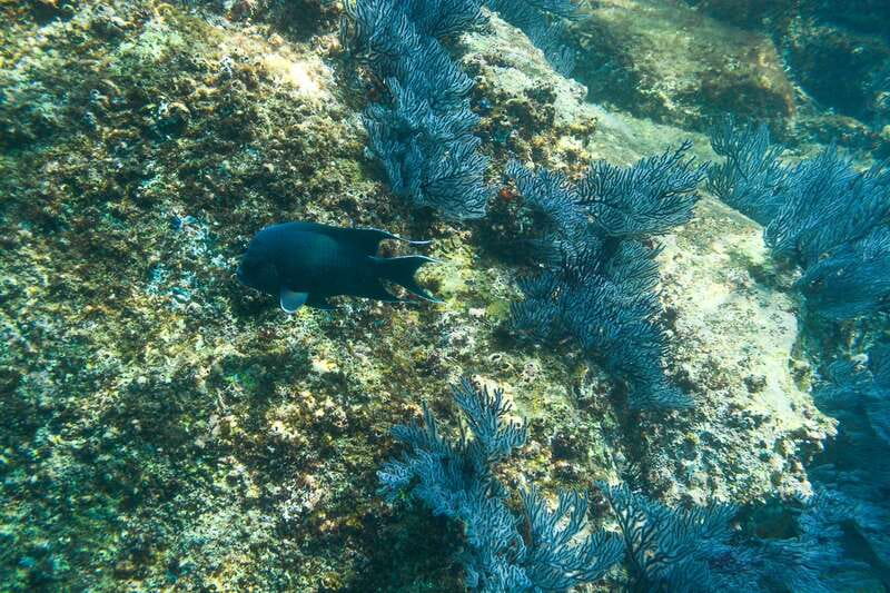 Half Day Guided Snorkel Tour in Los Cabos - Gear, Safety, and the Unsexy Stuff That Makes Snorkeling Better