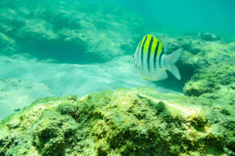 Half Day Guided Snorkel Tour in Los Cabos - Price and Value: Is $95 Reasonable for This Tour?