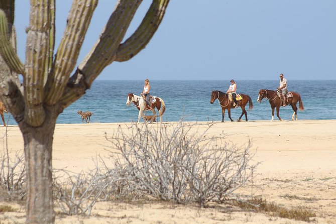 Horseback Riding Tour in Cabo San Lucas - Horse orientation and choosing the right mount for your comfort
