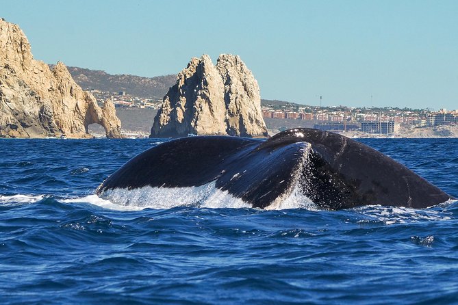 Humpback Whales in Cabo San Lucas - From Cabo Beach to El Arco: The Start That Gets Your Bearings Fast