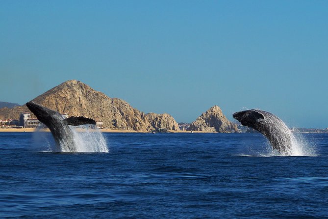 Humpback Whales in Cabo San Lucas - Marine Biologist Onboard: What You’ll Actually Learn