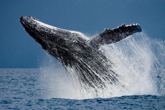 Humpback Whales in Cabo San Lucas - Whale Watching Time: What You Can Expect to See