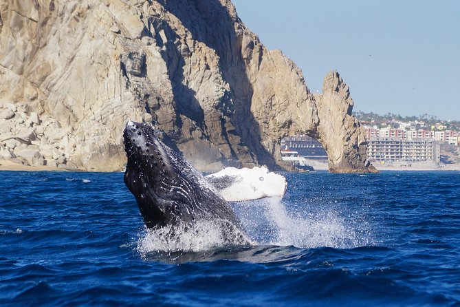 Humpback Whales in Cabo San Lucas - How Small-Group Size Changes the Experience