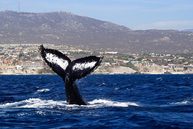 Humpback Whales in Cabo San Lucas - Price and Value: Is $99 Fair for 2.5 Hours?