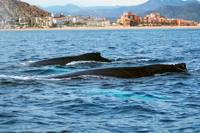 Humpback Whales in Cabo San Lucas - Tips to Stay Comfortable (and Get the Best Chance at Good Views)