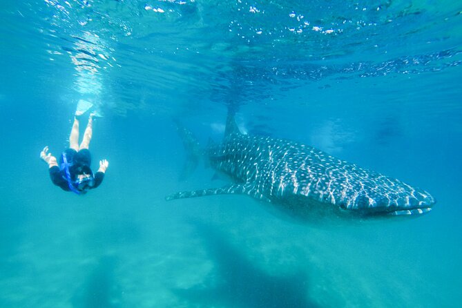 La Paz Whale Shark Snorkeling Tour and Lunch From Los Cabos - Key Things I’d Pack My Patience For