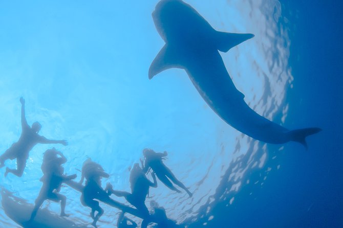 La Paz Whale Shark Snorkeling Tour and Lunch From Los Cabos - Los Cabos Pickup to La Paz: The Desert Morning and What to Watch For