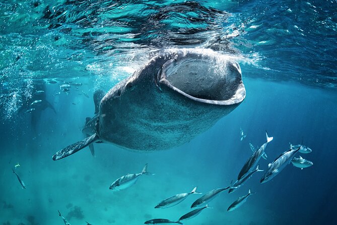 La Paz Whale Shark Snorkeling Tour and Lunch From Los Cabos - Lunch After the Swim: Classic Baja Fish Tacos and a Vegetarian Option