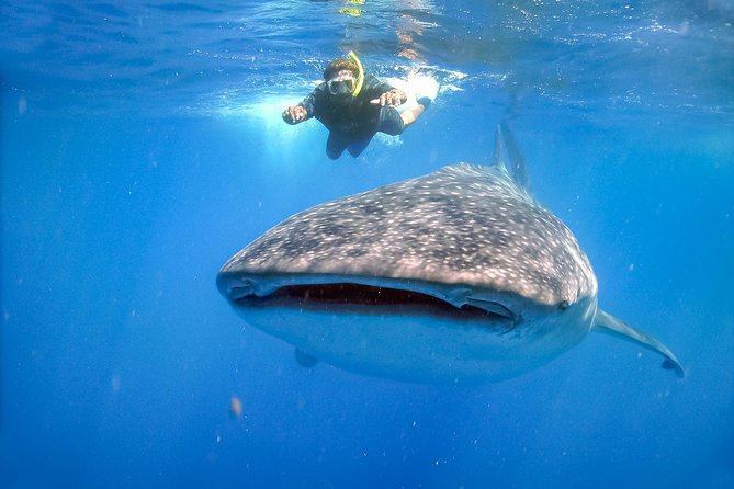 La Paz Whale Shark Snorkeling Tour and Lunch From Los Cabos - How Much You’re Really Paying: Value Beyond the Sticker Price