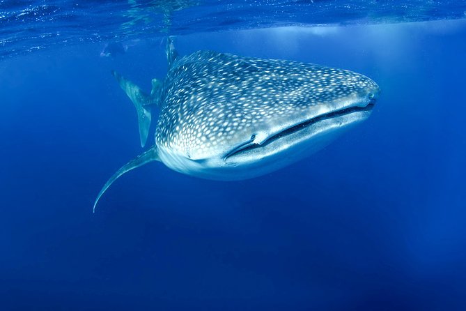La Paz Whale Shark Snorkeling Tour and Lunch From Los Cabos - Who Should Book This (and Who Should Think Twice)