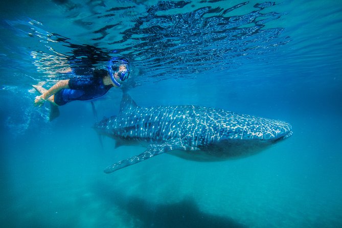 La Paz Whale Shark Snorkeling Tour and Lunch From Los Cabos - Malecon Meeting Point: Gear Up Fast and Get On the Panga