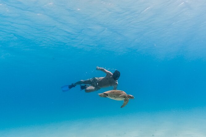 La Paz World Class Snorkeling in Balandras Hidden Beaches - Sea life rules and the jellyfish reality check